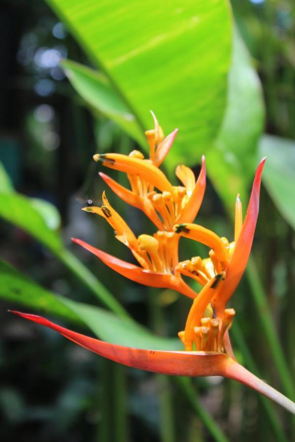 Cabinas Tortuguero Dış mekan fotoğraf