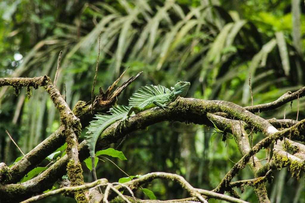 Cabinas Tortuguero Dış mekan fotoğraf