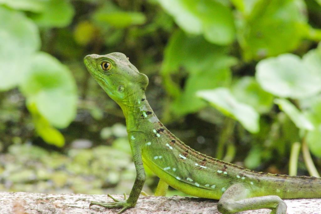 Cabinas Tortuguero Dış mekan fotoğraf
