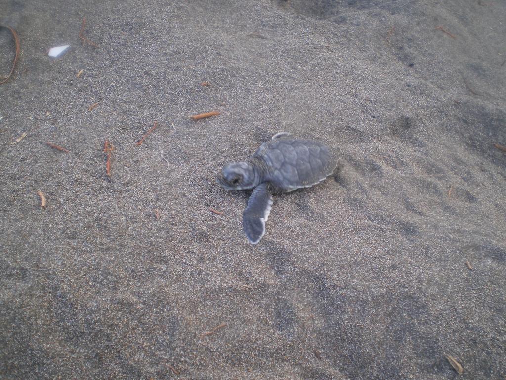 Cabinas Tortuguero Dış mekan fotoğraf